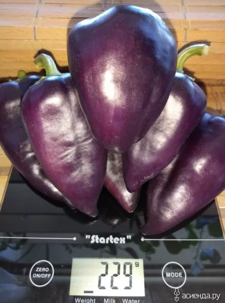 laylak-bell-5-180124