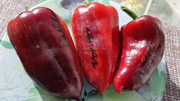 laylak-bell-6-180124