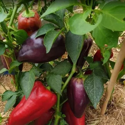 laylak-bell-8-180124