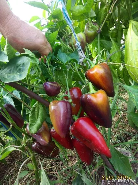 laylak-bell-main-180124