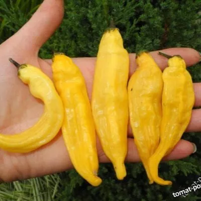 lemon-drop-lemon-drop-10-188169