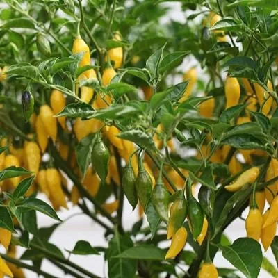 lemon-drop-lemon-drop-11-188169