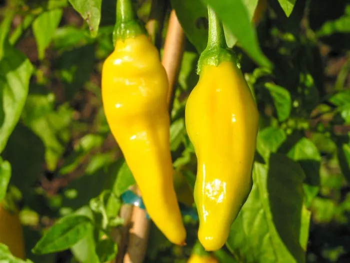 lemon-drop-lemon-drop-3-188169