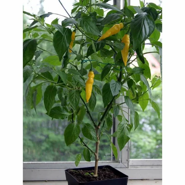 lemon-drop-lemon-drop-4-188169