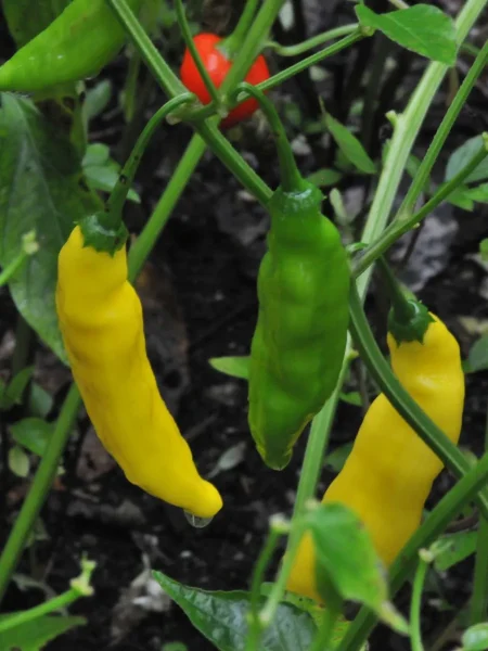 lemon-drop-lemon-drop-5-188169