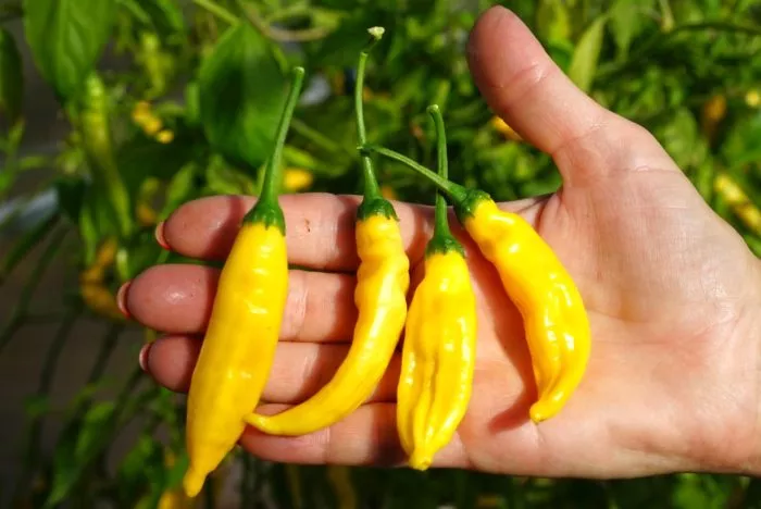 lemon-drop-lemon-drop-6-188169