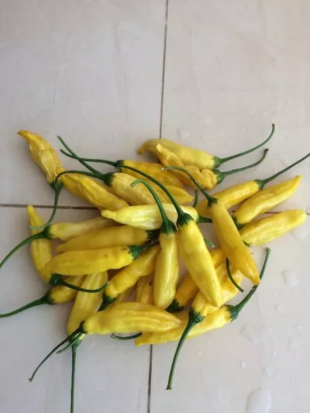 lemon-drop-lemon-drop-7-188169