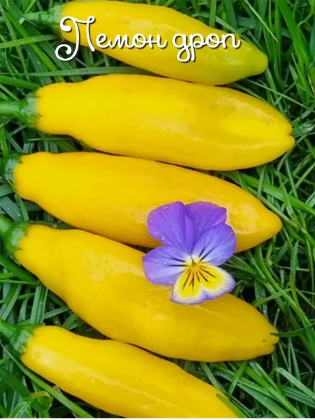 lemon-drop-lemon-drop-9-188169