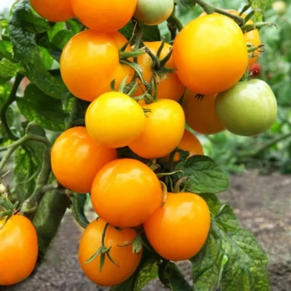 letniy-abrikos-10-176744