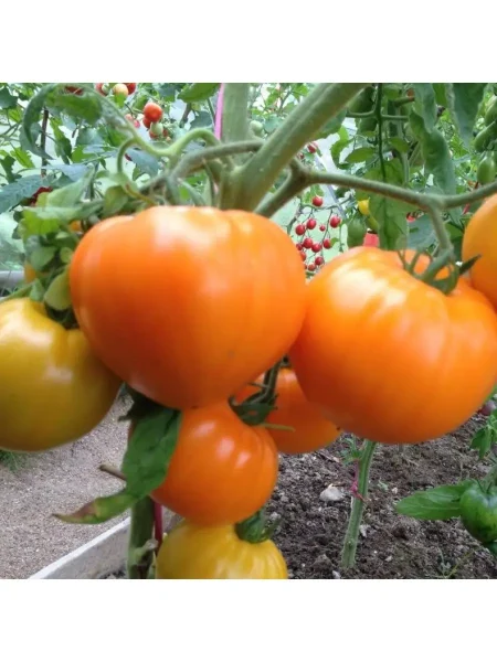 letniy-abrikos-2-176744