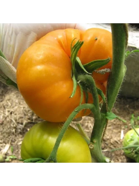 letniy-abrikos-3-176744