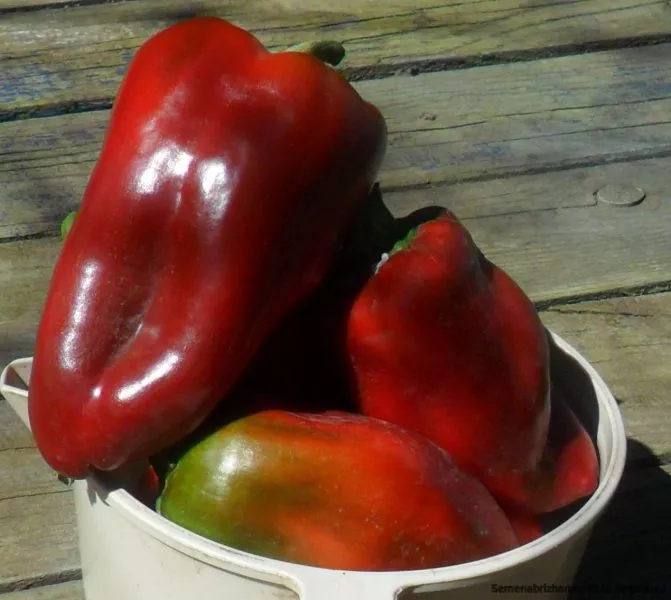 lido-lamuyo-3-180212