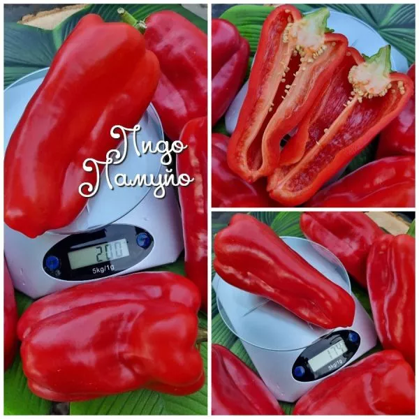 lido-lamuyo-5-180212