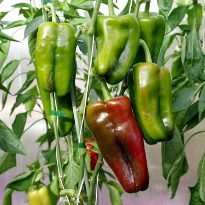 lido-lamuyo-7-180212