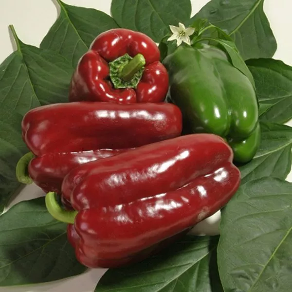 lido-lamuyo-main-180212