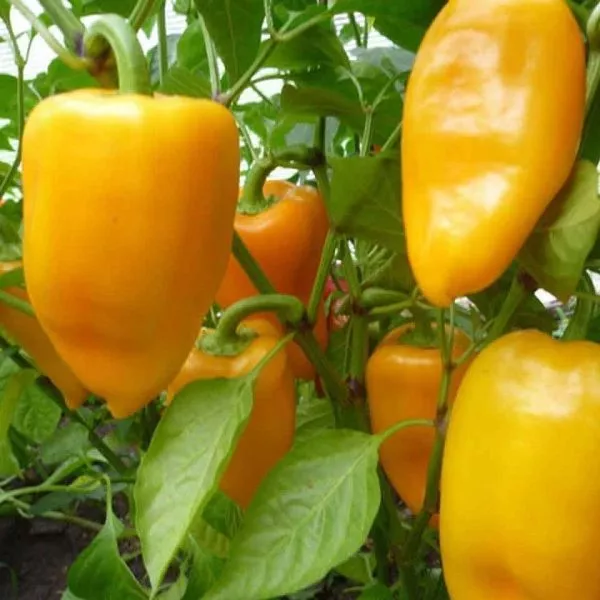 limonnoe-chudo-1-180530