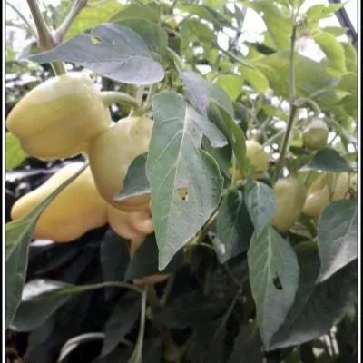 limonnoe-chudo-10-180530