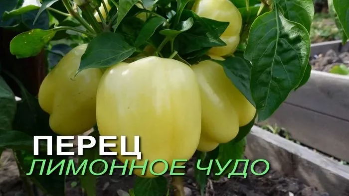 limonnoe-chudo-2-180530