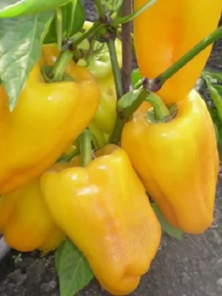 limonnoe-chudo-main-180530