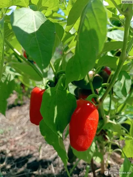 lisichka-krasnaya-2-188384