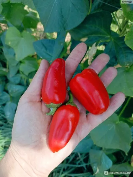 lisichka-krasnaya-4-188384