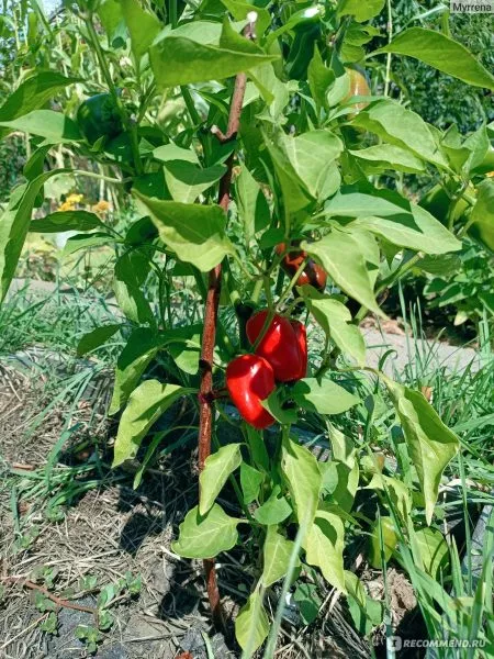 lisichka-krasnaya-6-188384