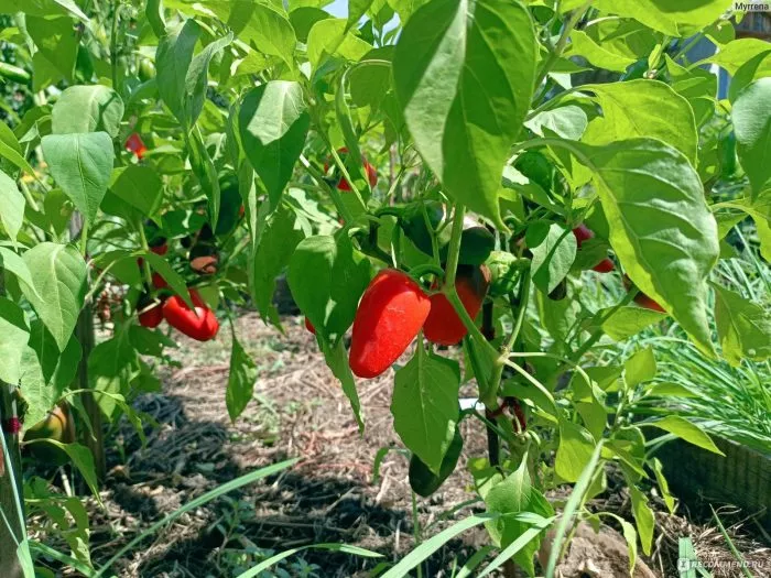 lisichka-krasnaya-8-188384