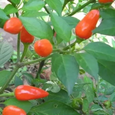 lisichka-krasnaya-9-188384