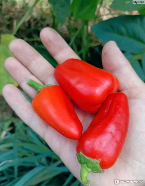 lisichka-krasnaya-main-188384