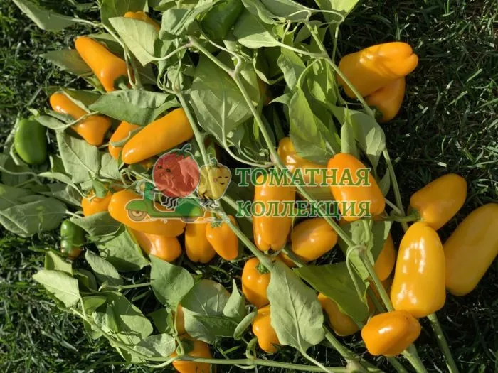 lisichka-zheltaya-1-184441