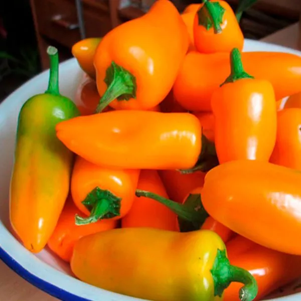 lisichka-zheltaya-2-184441