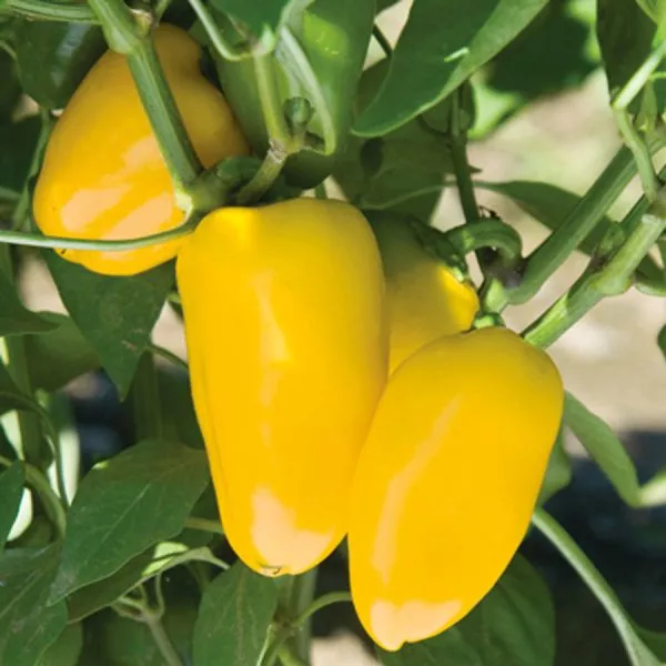 lisichka-zheltaya-4-184441