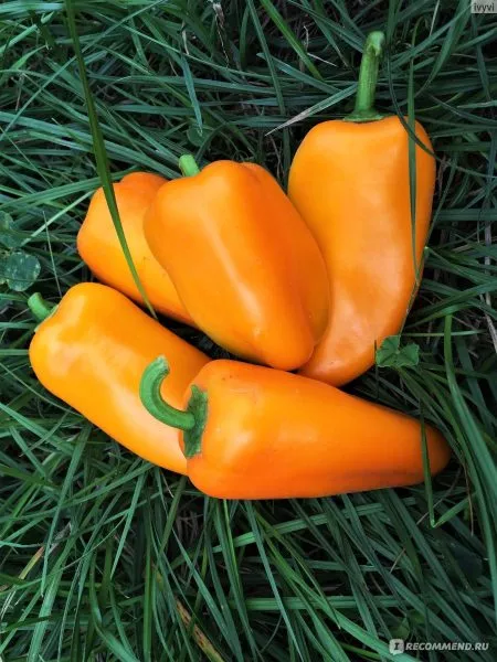 lisichka-zheltaya-main-184441