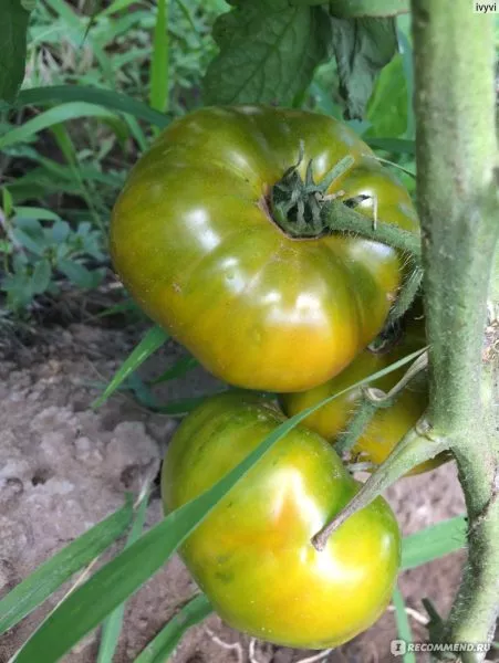 lyagushka-tsarevna-1-174332