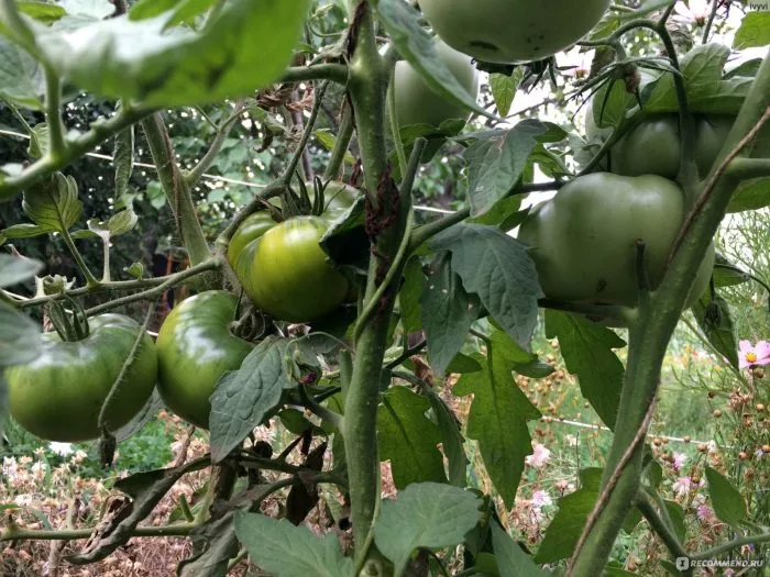 lyagushka-tsarevna-10-174332