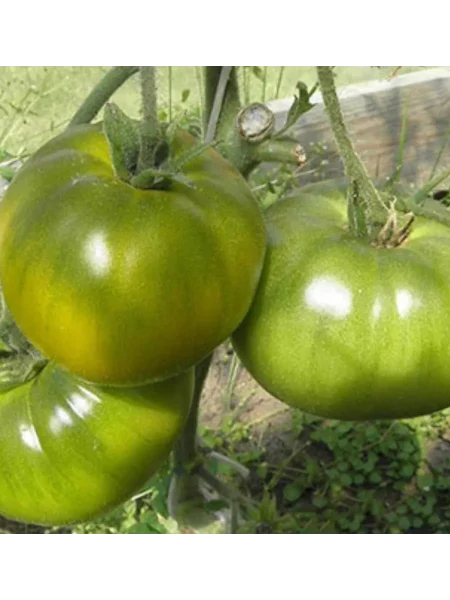 lyagushka-tsarevna-2-174332