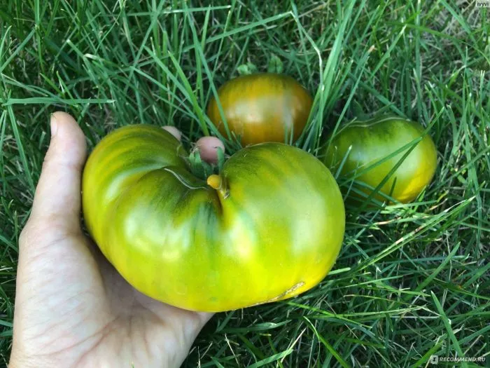 lyagushka-tsarevna-3-174332