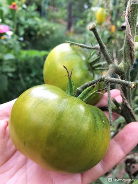 lyagushka-tsarevna-5-174332