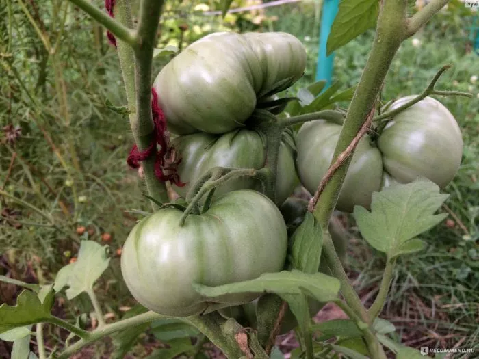 lyagushka-tsarevna-7-174332