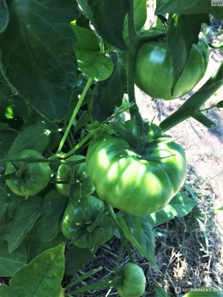 lyagushka-tsarevna-9-174332