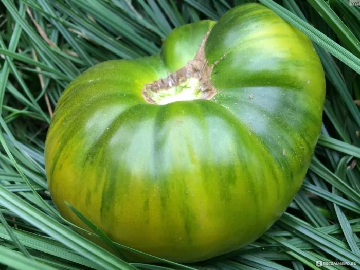 lyagushka-tsarevna-main-174332