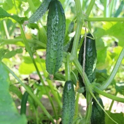 lyubimets-semi-2-192497