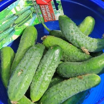 lyubimets-semi-4-192497