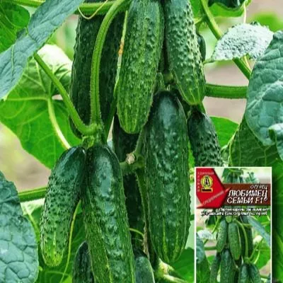 lyubimets-semi-5-192497