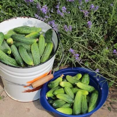 lyubimets-semi-main-192497