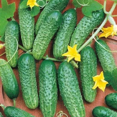 lyubimyy-zyatek-3-199705