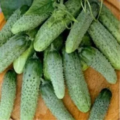 lyubimyy-zyatek-4-199705