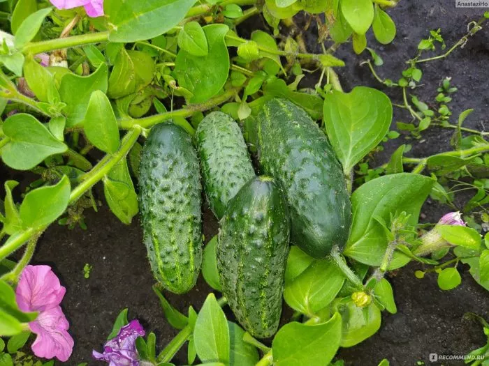 lyubimyy-zyatek-main-199705