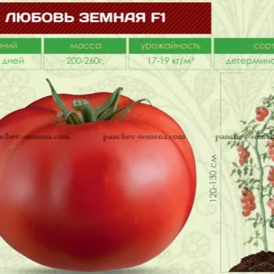 lyubov-zemnaya-3-170581