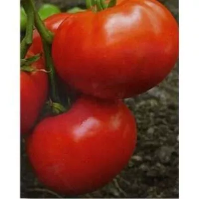 lyubov-zemnaya-4-170581